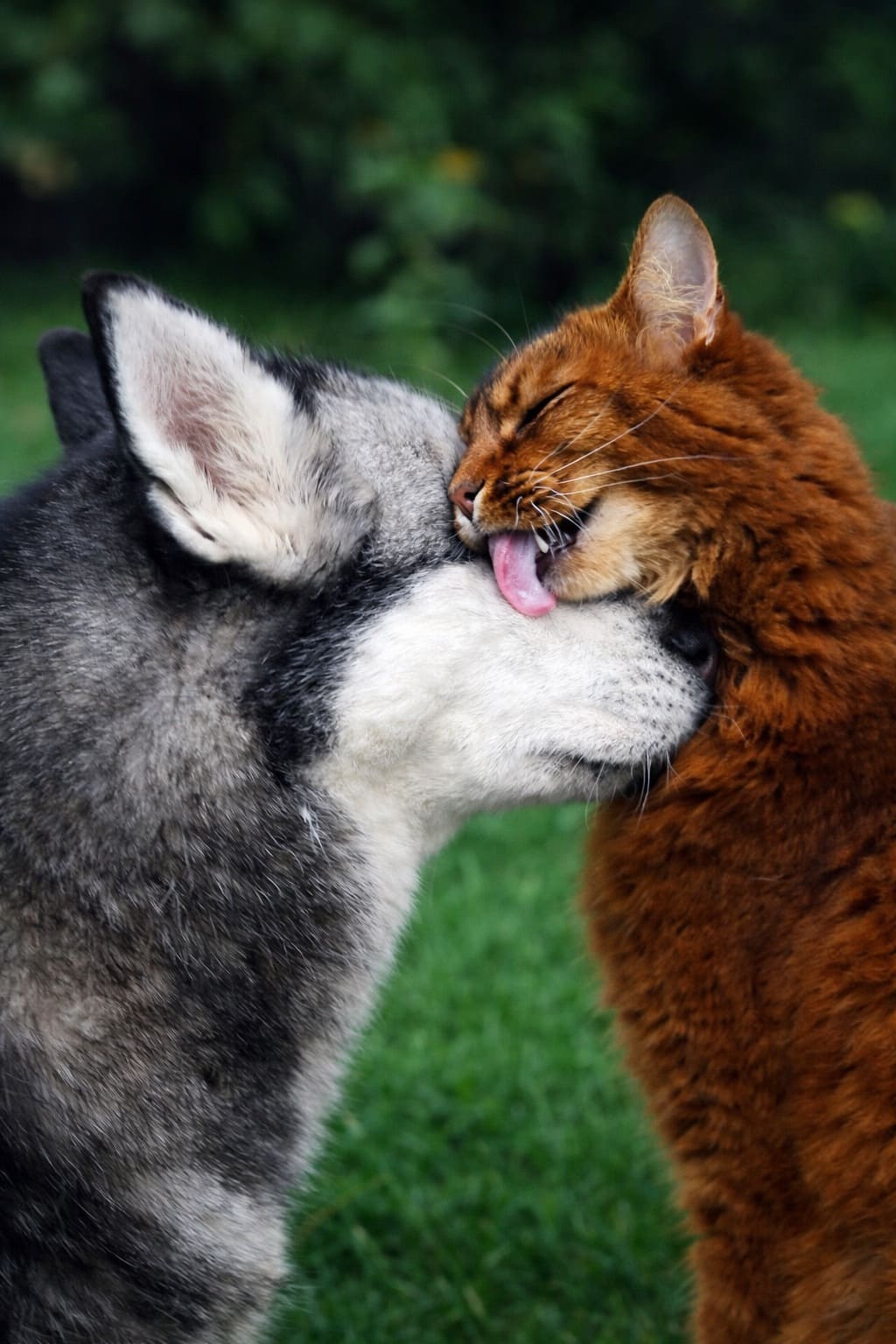 Дерево великой верности, любви и скорби