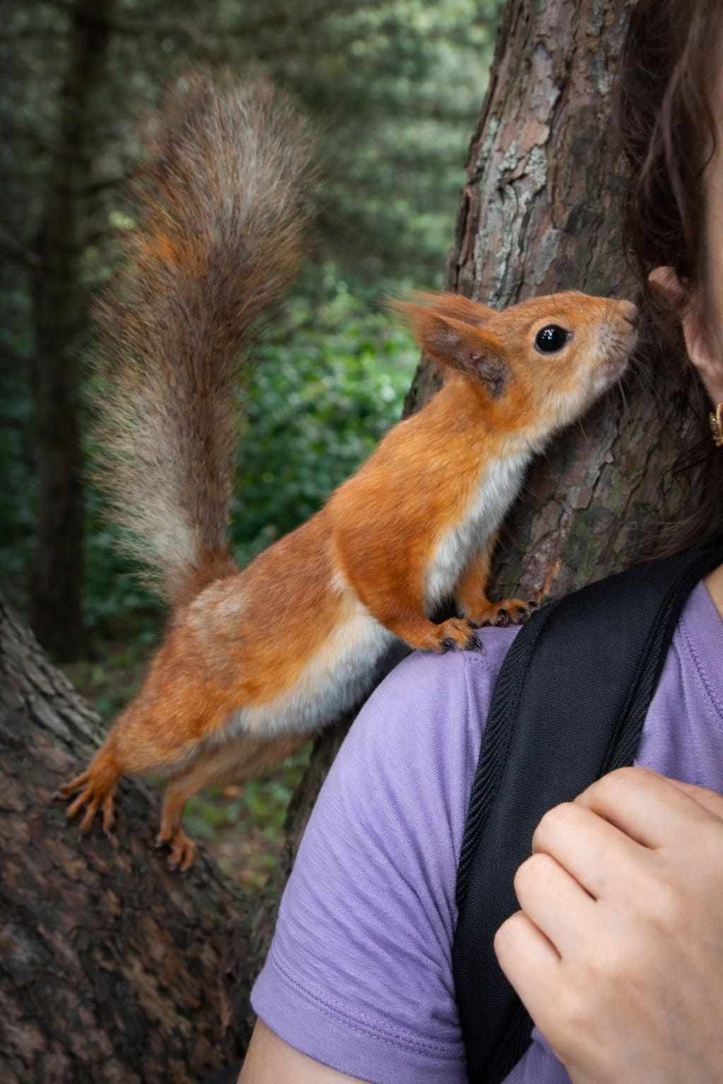 Диссертация