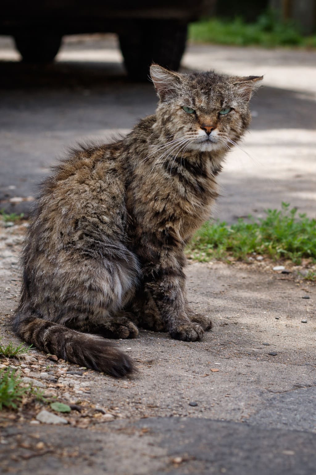 Король двора