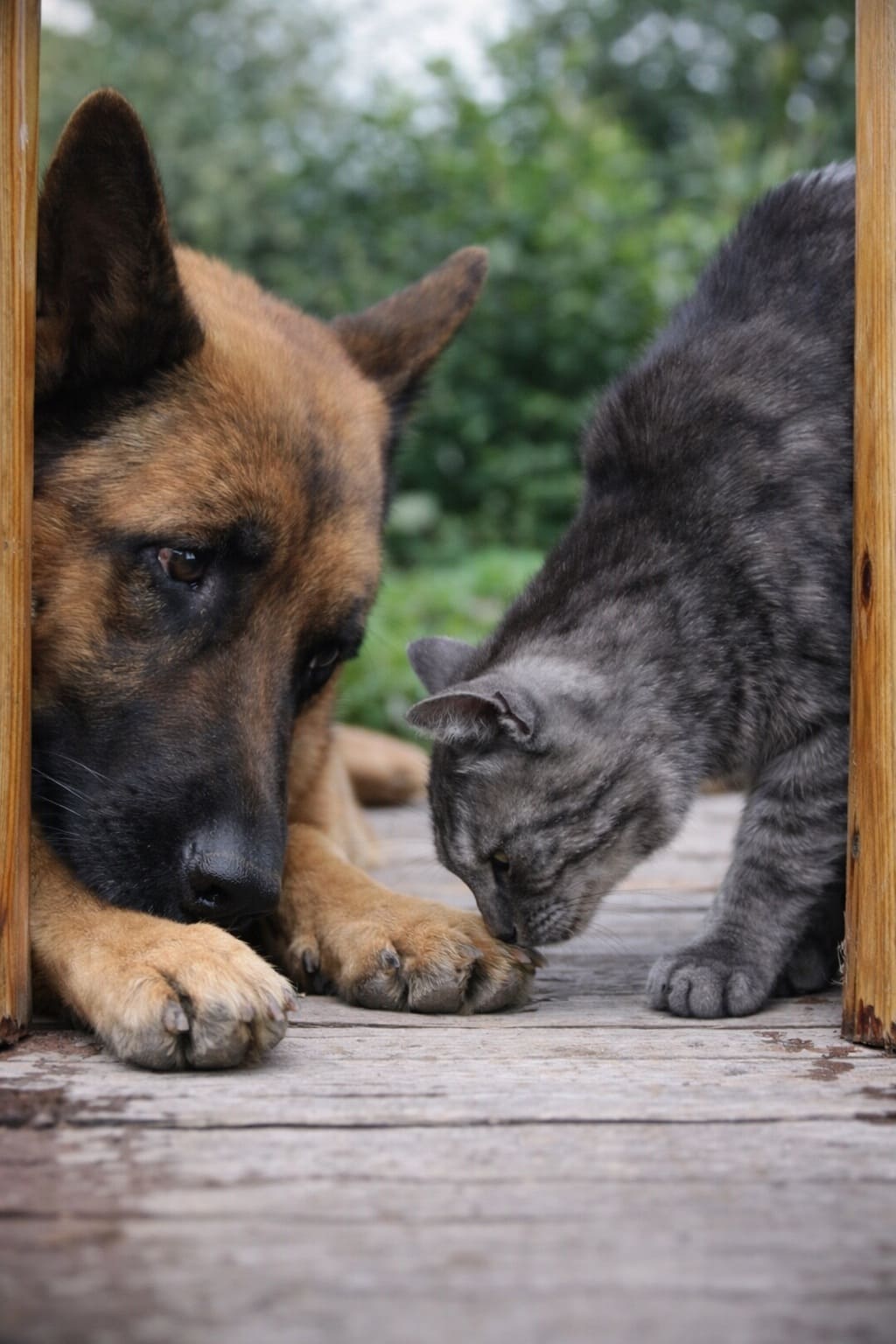 Сестренки и породистые хвосты