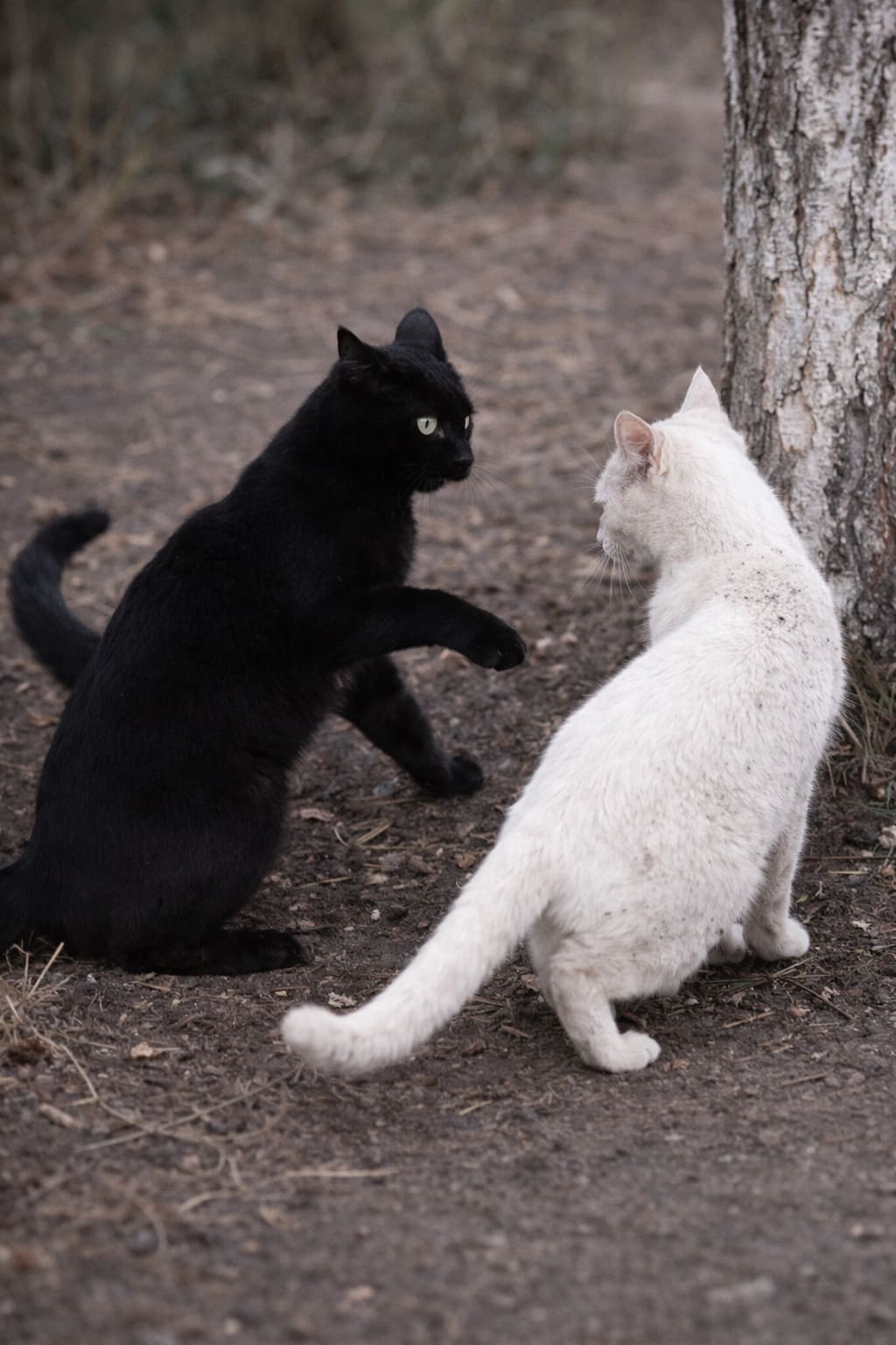 Вечный спор