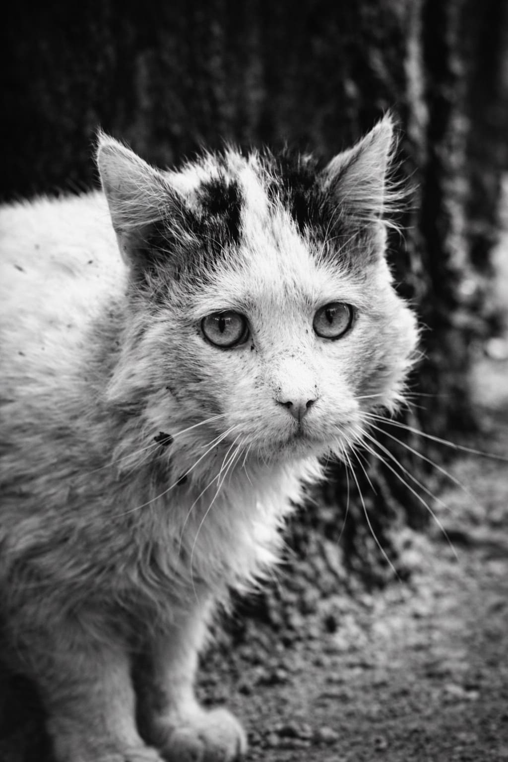 Верность маленького сердца