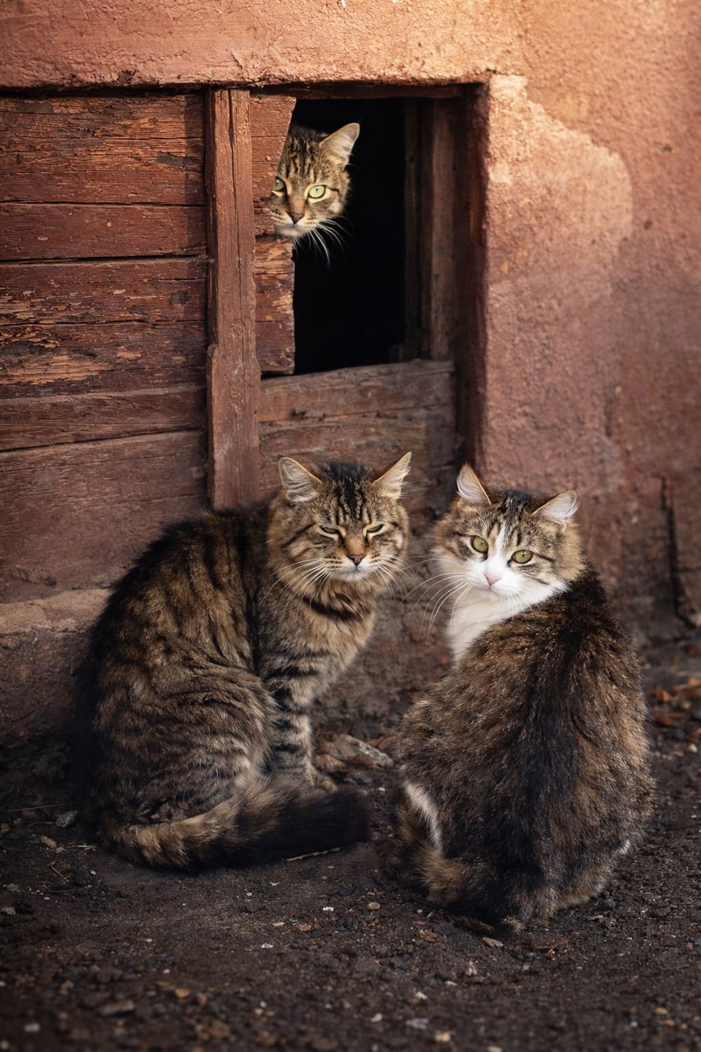 Пока не поздно